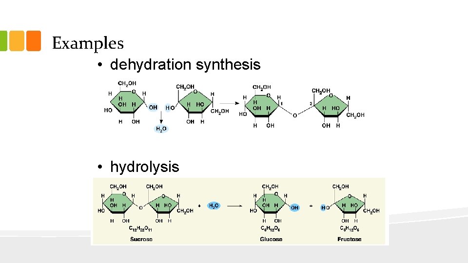 Examples • dehydration synthesis • hydrolysis 