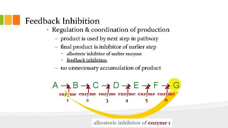 Feedback Inhibition • Regulation & coordination of production – product is used by next