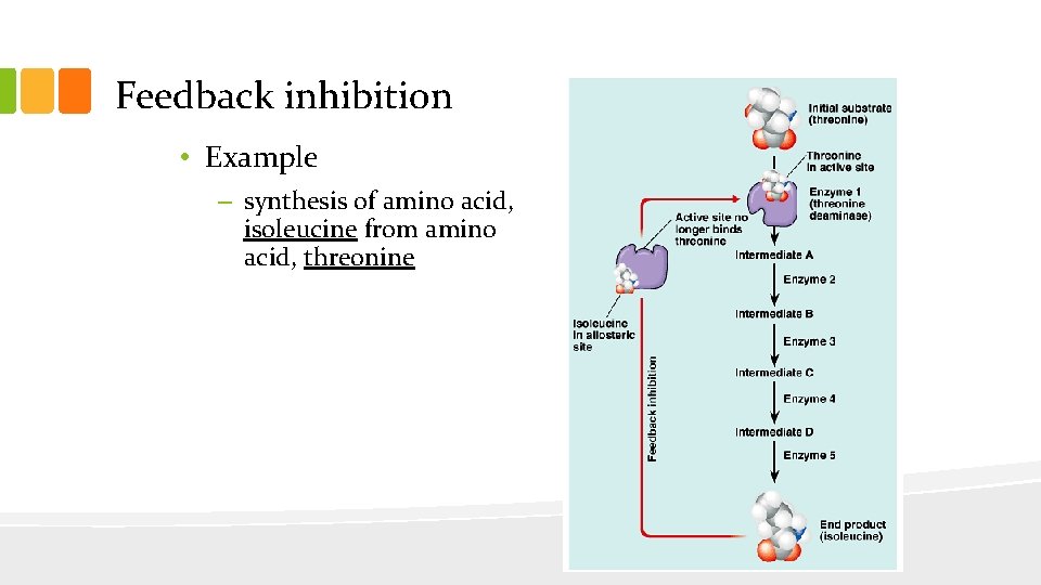 Feedback inhibition • Example – synthesis of amino acid, isoleucine from amino acid, threonine