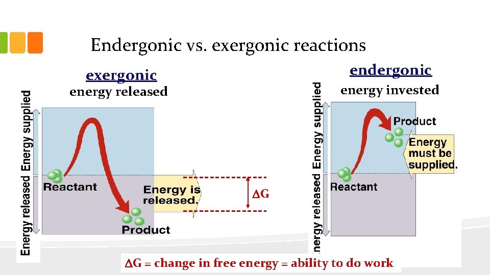 Endergonic vs. exergonic reactions endergonic exergonic energy invested energy released G G = change