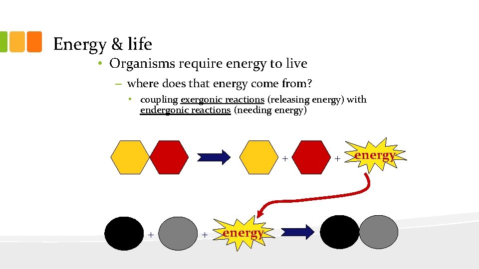 Energy & life • Organisms require energy to live – where does that energy