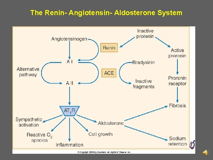 The Renin- Angiotensin- Aldosterone System 