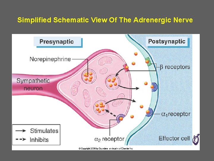 Simplified Schematic View Of The Adrenergic Nerve 