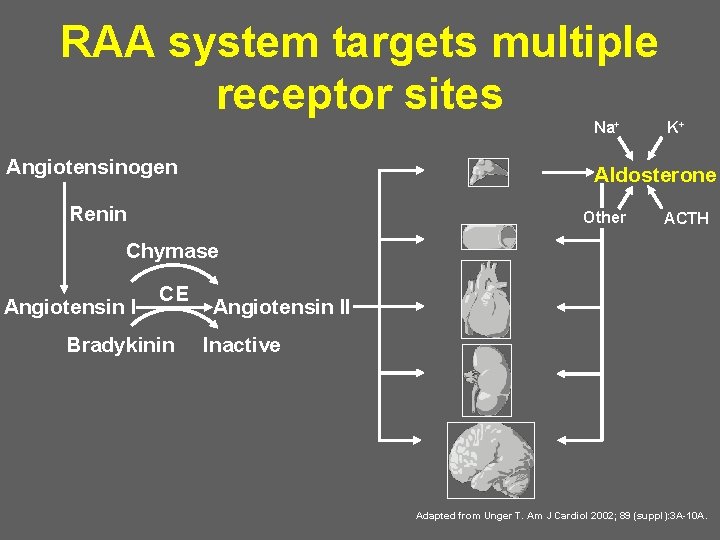RAA system targets multiple receptor sites Na+ Angiotensinogen K+ Aldosterone Renin Other ACTH Chymase