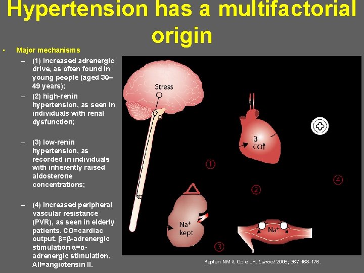  • Hypertension has a multifactorial origin Major mechanisms – (1) increased adrenergic drive,