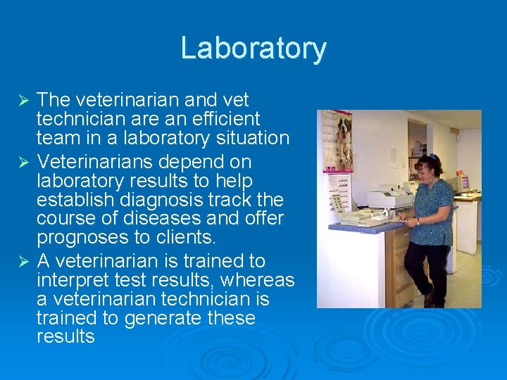 Laboratory The veterinarian and vet technician are an efficient team in a laboratory situation