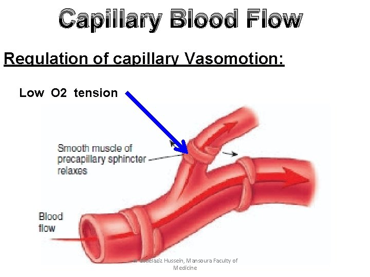 Capillary Blood Flow Regulation of capillary Vasomotion: Low O 2 tension dr abdelaziz Hussein,