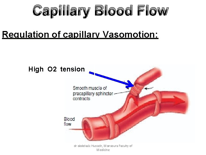 Capillary Blood Flow Regulation of capillary Vasomotion: High O 2 tension dr abdelaziz Hussein,