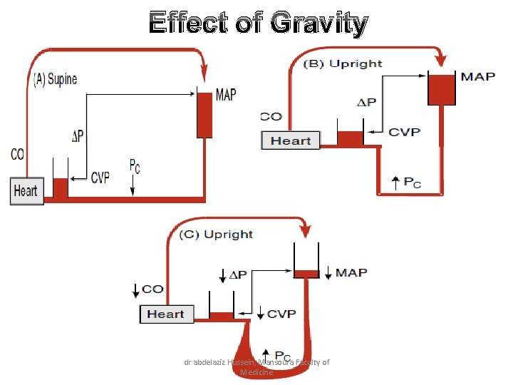 Effect of Gravity dr abdelaziz Hussein, Mansoura Faculty of Medicine 