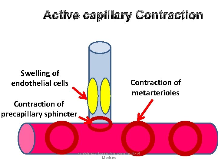 Active capillary Contraction Swelling of endothelial cells Contraction of metarterioles Contraction of precapillary sphincter