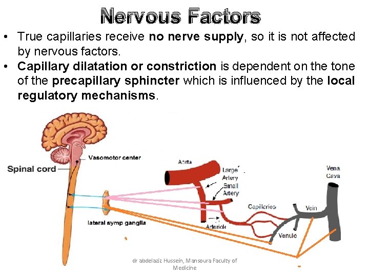 Nervous Factors • True capillaries receive no nerve supply, so it is not affected