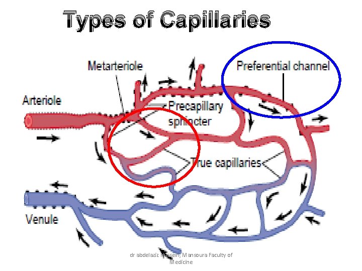 Types of Capillaries dr abdelaziz Hussein, Mansoura Faculty of Medicine 