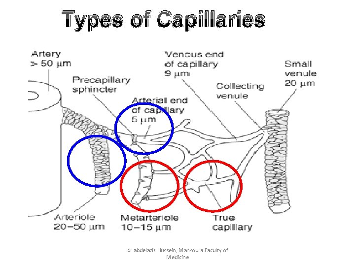 Types of Capillaries dr abdelaziz Hussein, Mansoura Faculty of Medicine 