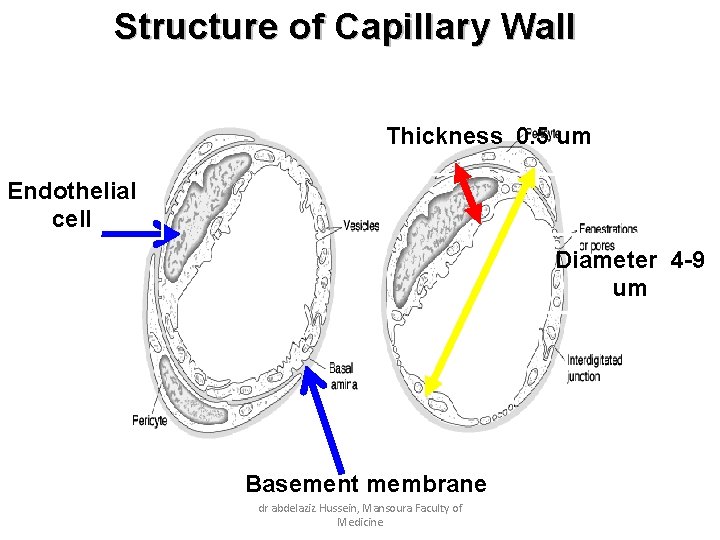 Structure of Capillary Wall Thickness 0. 5 um Endothelial cell Diameter 4 -9 um