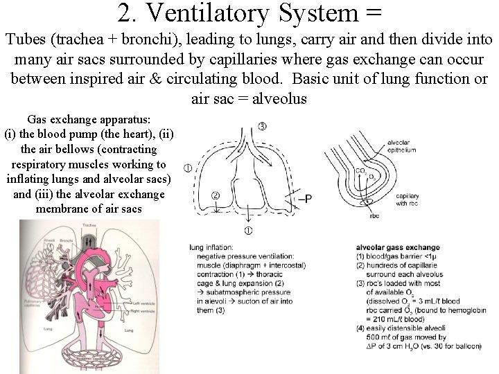 2. Ventilatory System = Tubes (trachea + bronchi), leading to lungs, carry air and