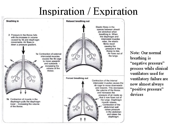 Inspiration / Expiration Note: Our normal breathing is “negative pressure” process while clinical ventilators