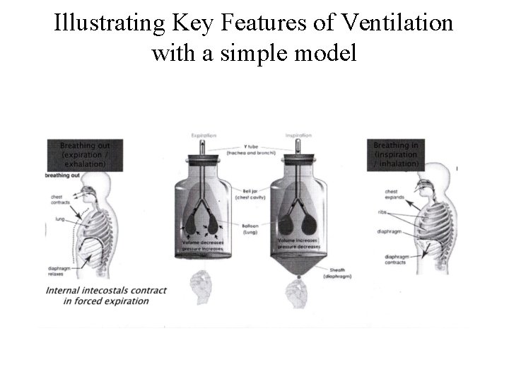 Illustrating Key Features of Ventilation with a simple model 