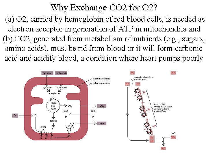 Why Exchange CO 2 for O 2? (a) O 2, carried by hemoglobin of