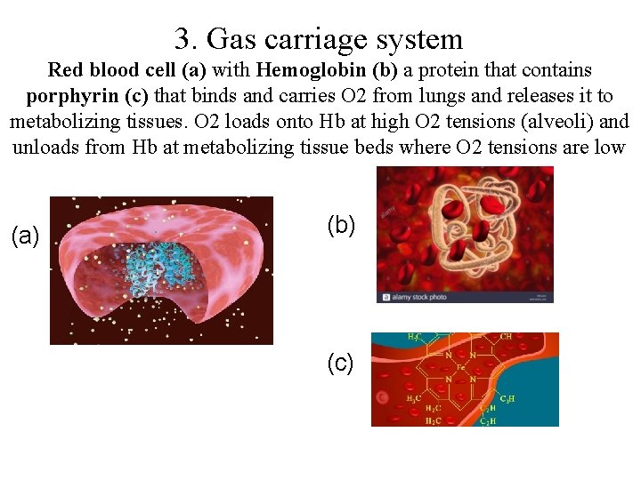 3. Gas carriage system Red blood cell (a) with Hemoglobin (b) a protein that