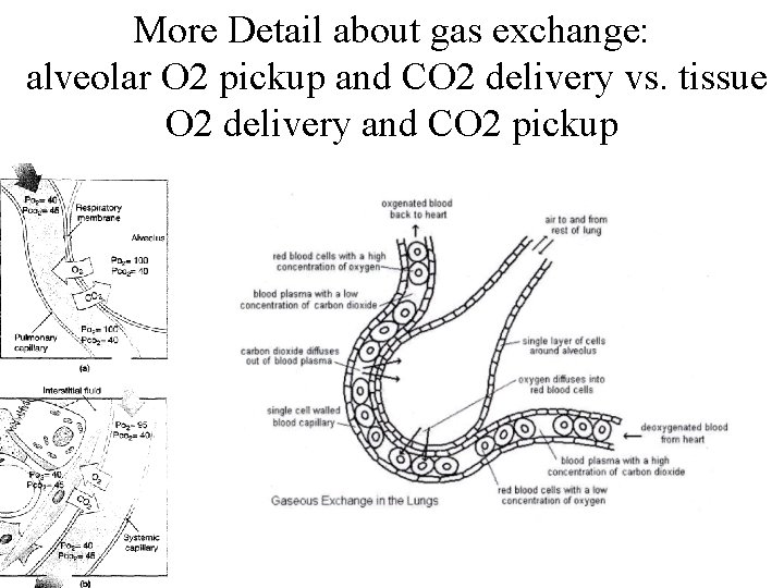 More Detail about gas exchange: alveolar O 2 pickup and CO 2 delivery vs.