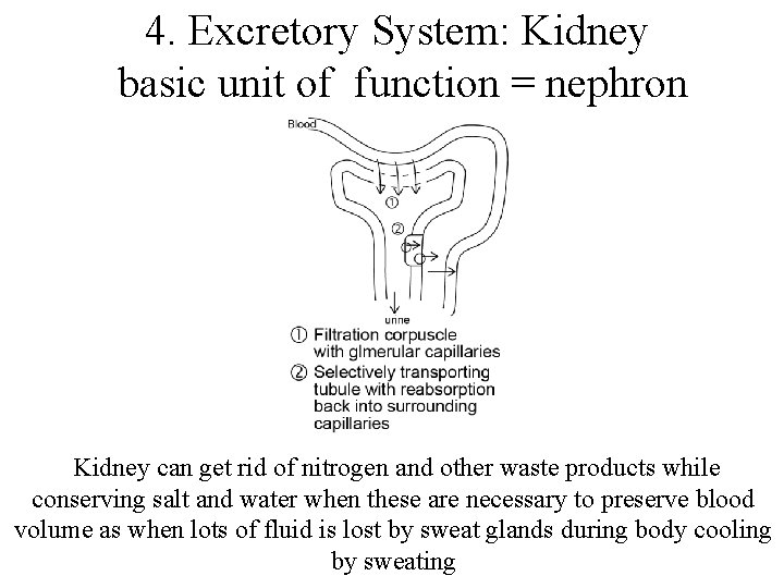 4. Excretory System: Kidney basic unit of function = nephron Kidney can get rid