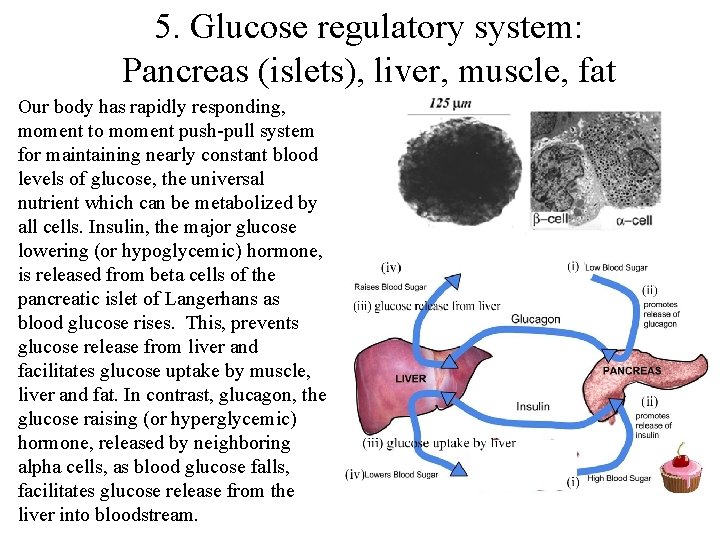 5. Glucose regulatory system: Pancreas (islets), liver, muscle, fat Our body has rapidly responding,