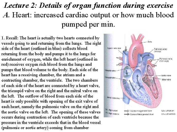 Lecture 2: Details of organ function during exercise A. Heart: increased cardiac output or