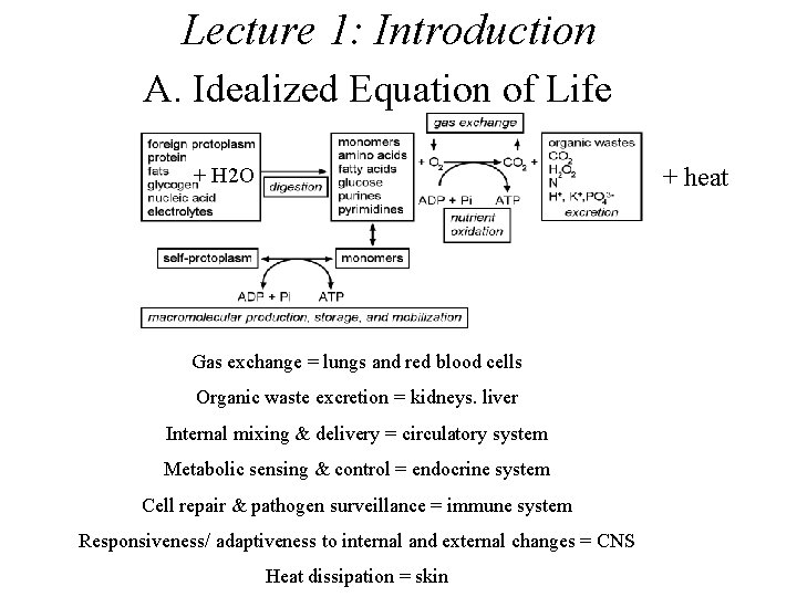Lecture 1: Introduction A. Idealized Equation of Life + heat + H 2 O