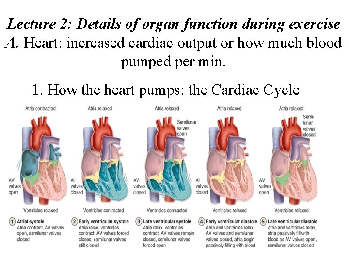 Lecture 2: Details of organ function during exercise A. Heart: increased cardiac output or