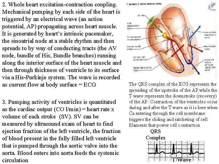 2. Whole heart excitation-contraction coupling. Mechanical pumping by each side of the heart is