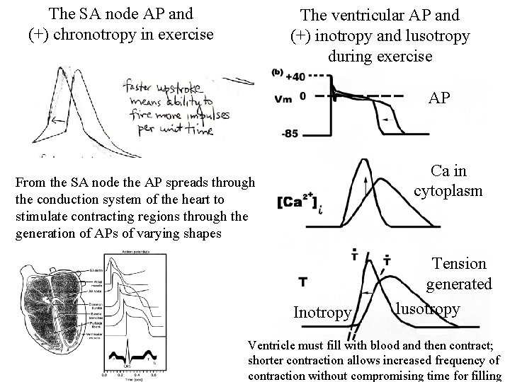 The SA node AP and (+) chronotropy in exercise The ventricular AP and (+)