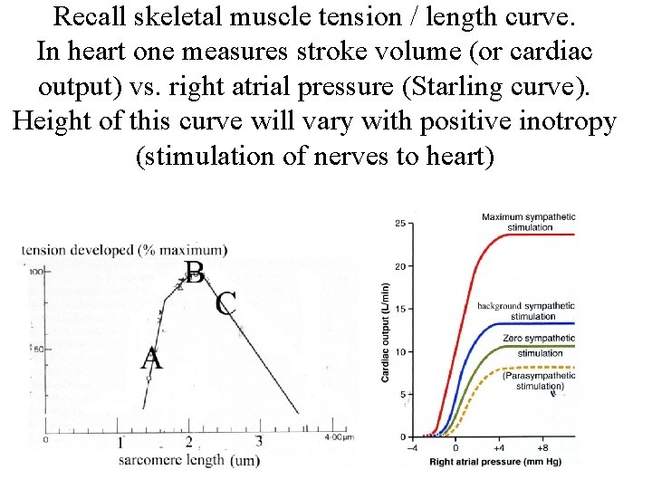 Recall skeletal muscle tension / length curve. In heart one measures stroke volume (or