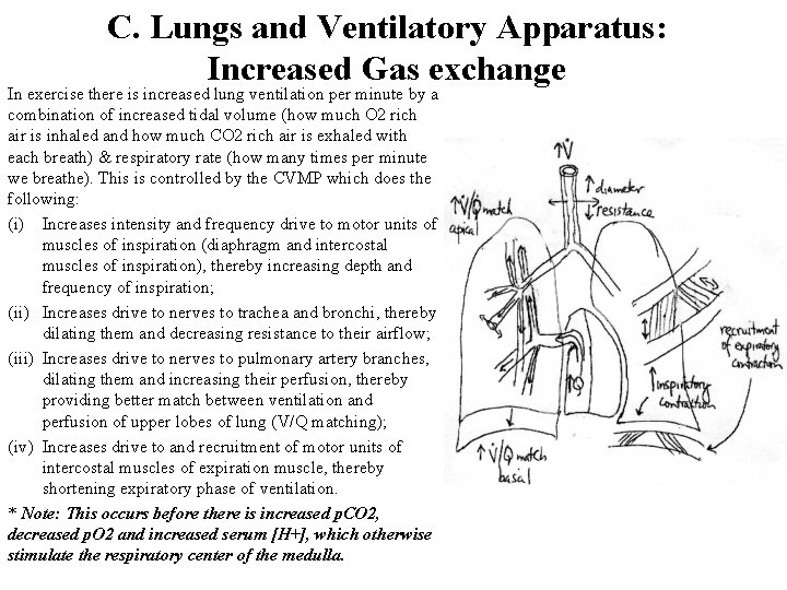 C. Lungs and Ventilatory Apparatus: Increased Gas exchange In exercise there is increased lung