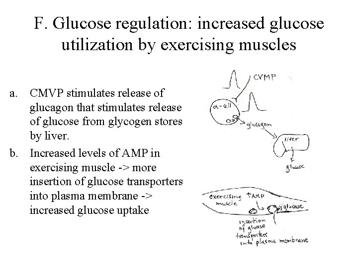 F. Glucose regulation: increased glucose utilization by exercising muscles a. CMVP stimulates release of