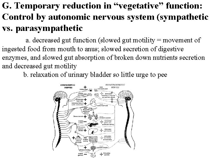 G. Temporary reduction in “vegetative” function: Control by autonomic nervous system (sympathetic vs. parasympathetic