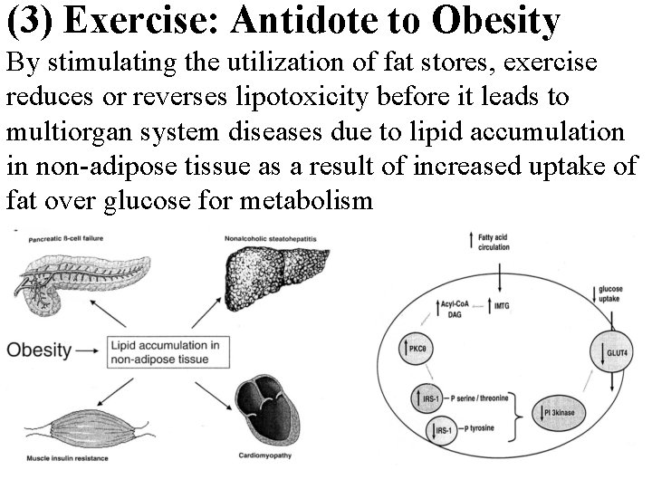 (3) Exercise: Antidote to Obesity By stimulating the utilization of fat stores, exercise reduces