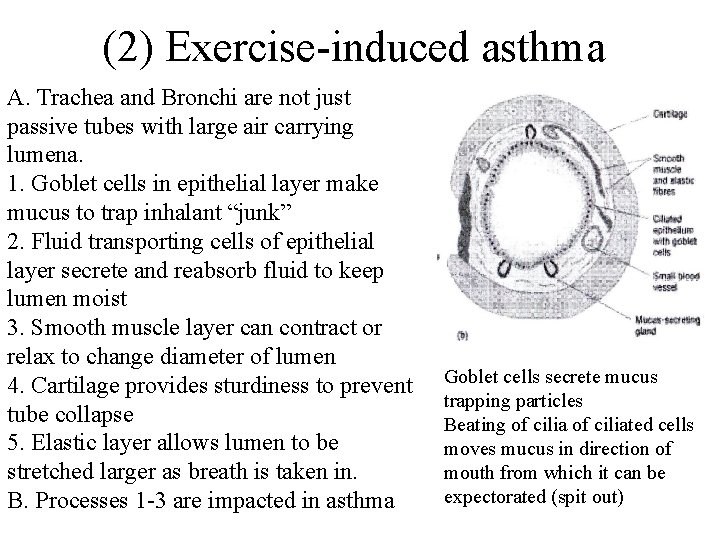 (2) Exercise-induced asthma A. Trachea and Bronchi are not just passive tubes with large