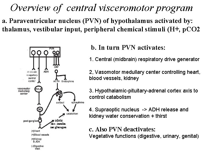 Overview of central visceromotor program a. Paraventricular nucleus (PVN) of hypothalamus activated by: thalamus,