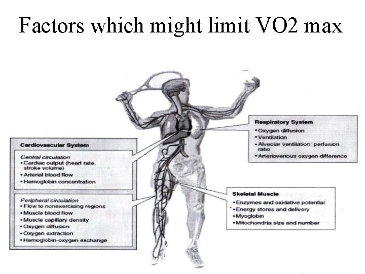 Factors which might limit VO 2 max 