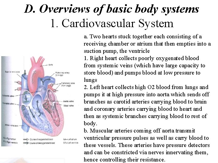 D. Overviews of basic body systems 1. Cardiovascular System a. Two hearts stuck together