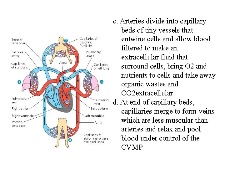 c. Arteries divide into capillary beds of tiny vessels that entwine cells and allow