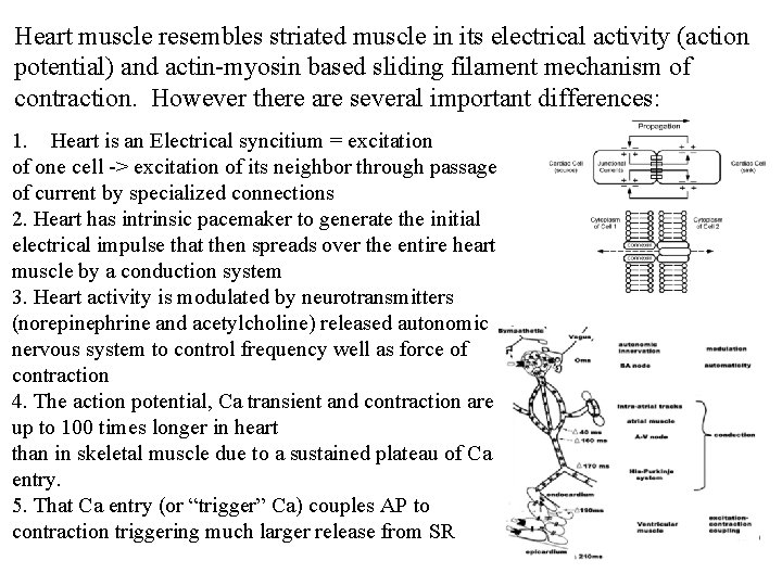 Heart muscle resembles striated muscle in its electrical activity (action potential) and actin-myosin based