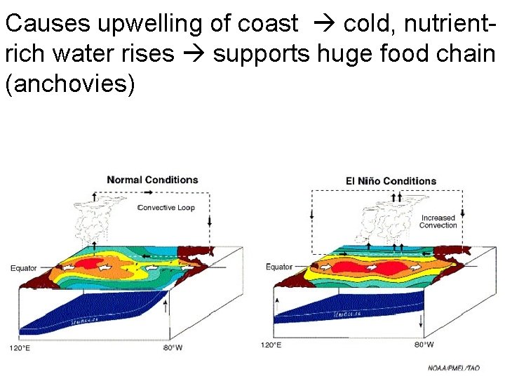 Causes upwelling of coast cold, nutrientrich water rises supports huge food chain (anchovies) 