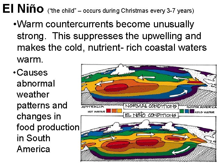 El Niño (“the child” – occurs during Christmas every 3 -7 years) • Warm