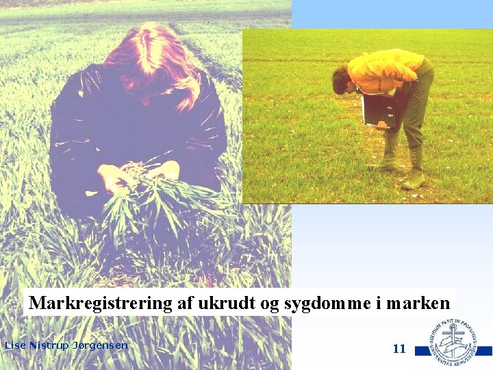 Markregistrering af ukrudt og sygdomme i marken Lise Nistrup Jørgensen DJF, Flakkebjerg 11 