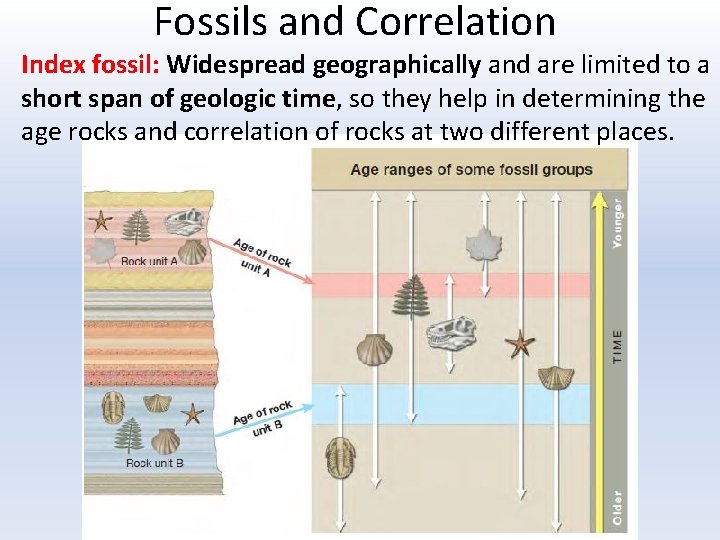 Fossils and Correlation Index fossil: Widespread geographically and are limited to a short span