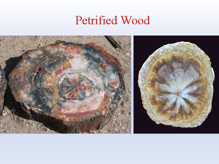 Petrified Wood 