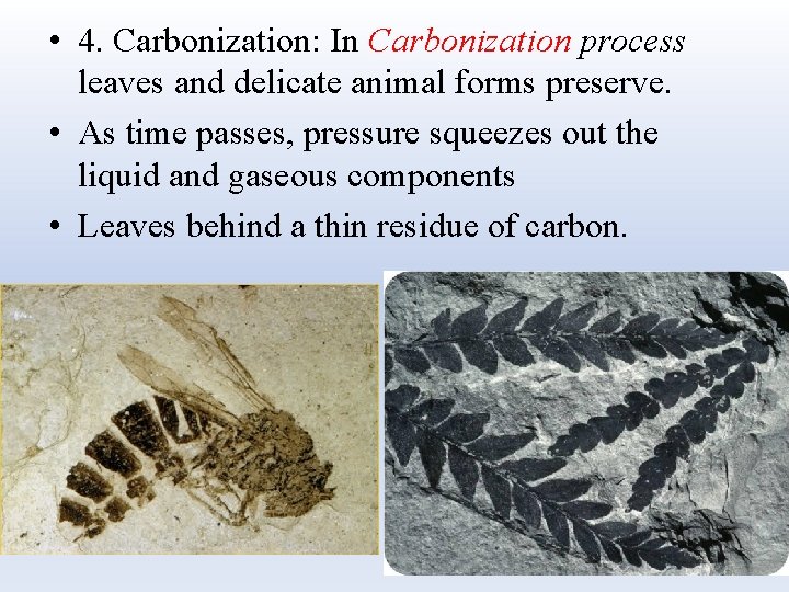  • 4. Carbonization: In Carbonization process leaves and delicate animal forms preserve. •