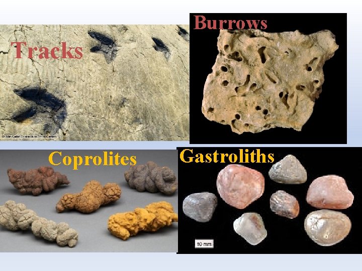 Burrows Tracks Coprolites Gastroliths 