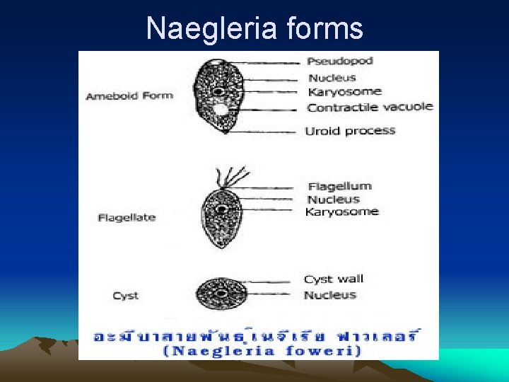 Naegleria forms 